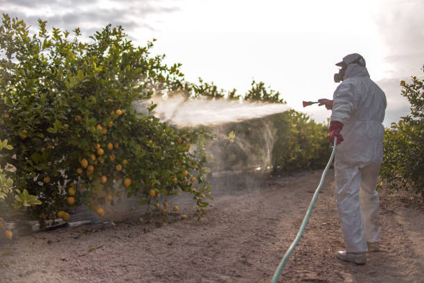 Best Wasp Removal Services  in Bean Station, TN