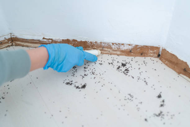 Flea Control Services in Bean Station, TN