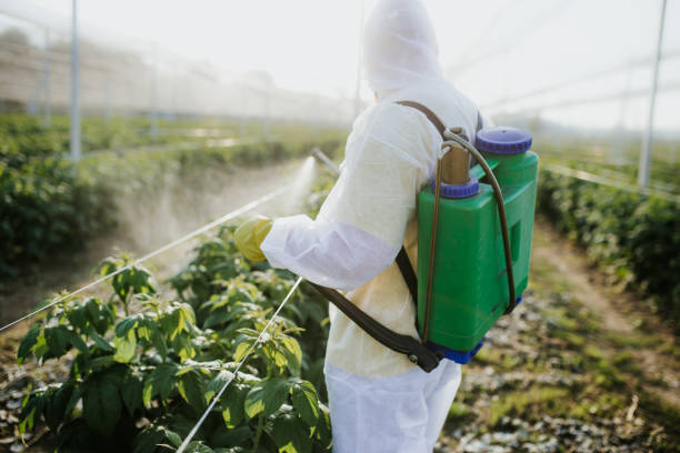 Best Termite Control Services  in Bean Station, TN